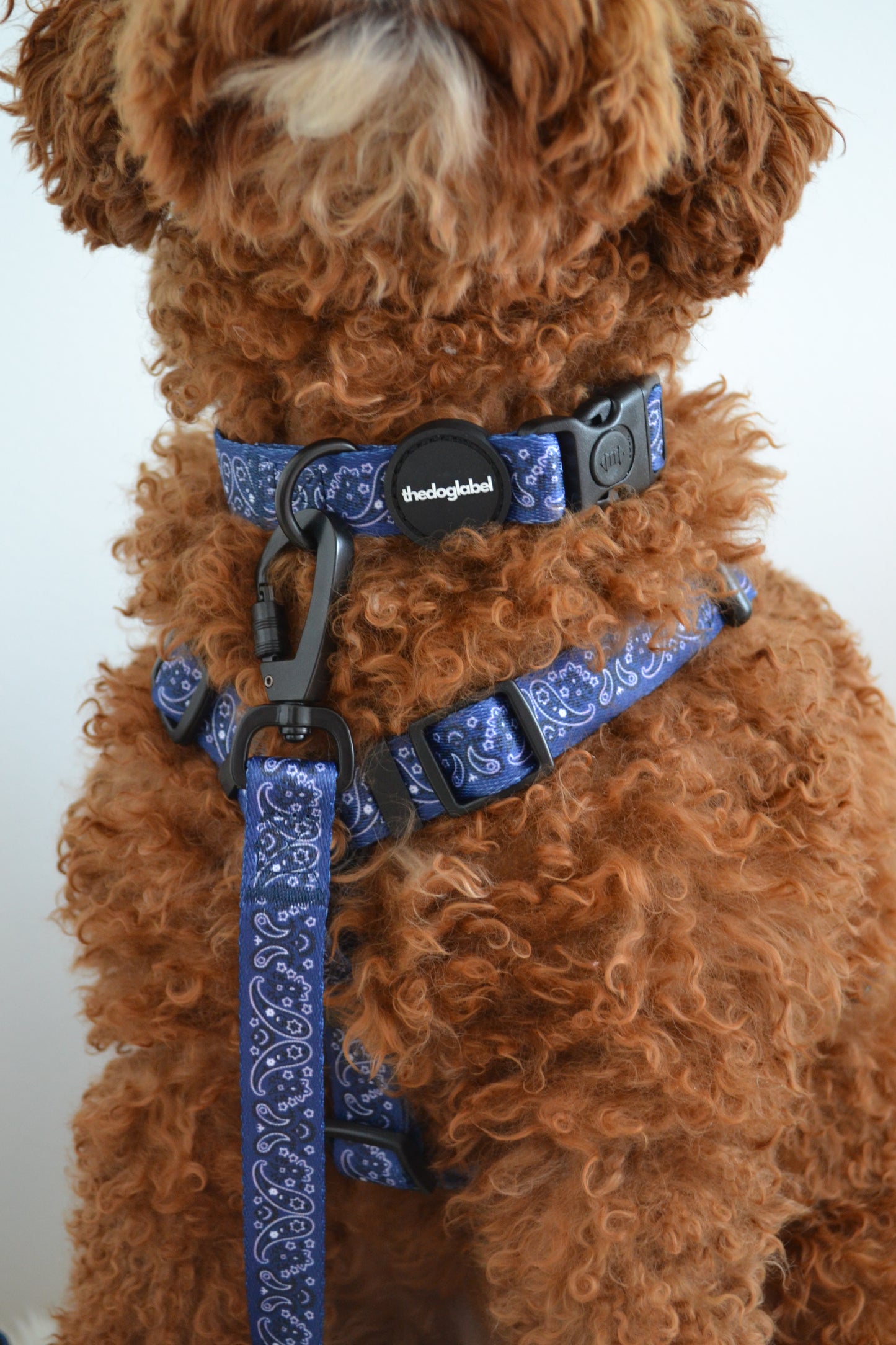 thedoglabel Walking set
