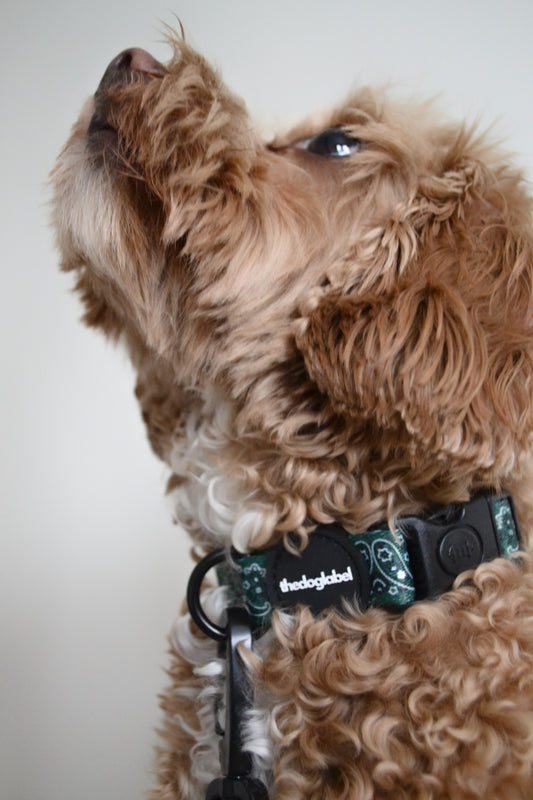 thedoglabel - Collier