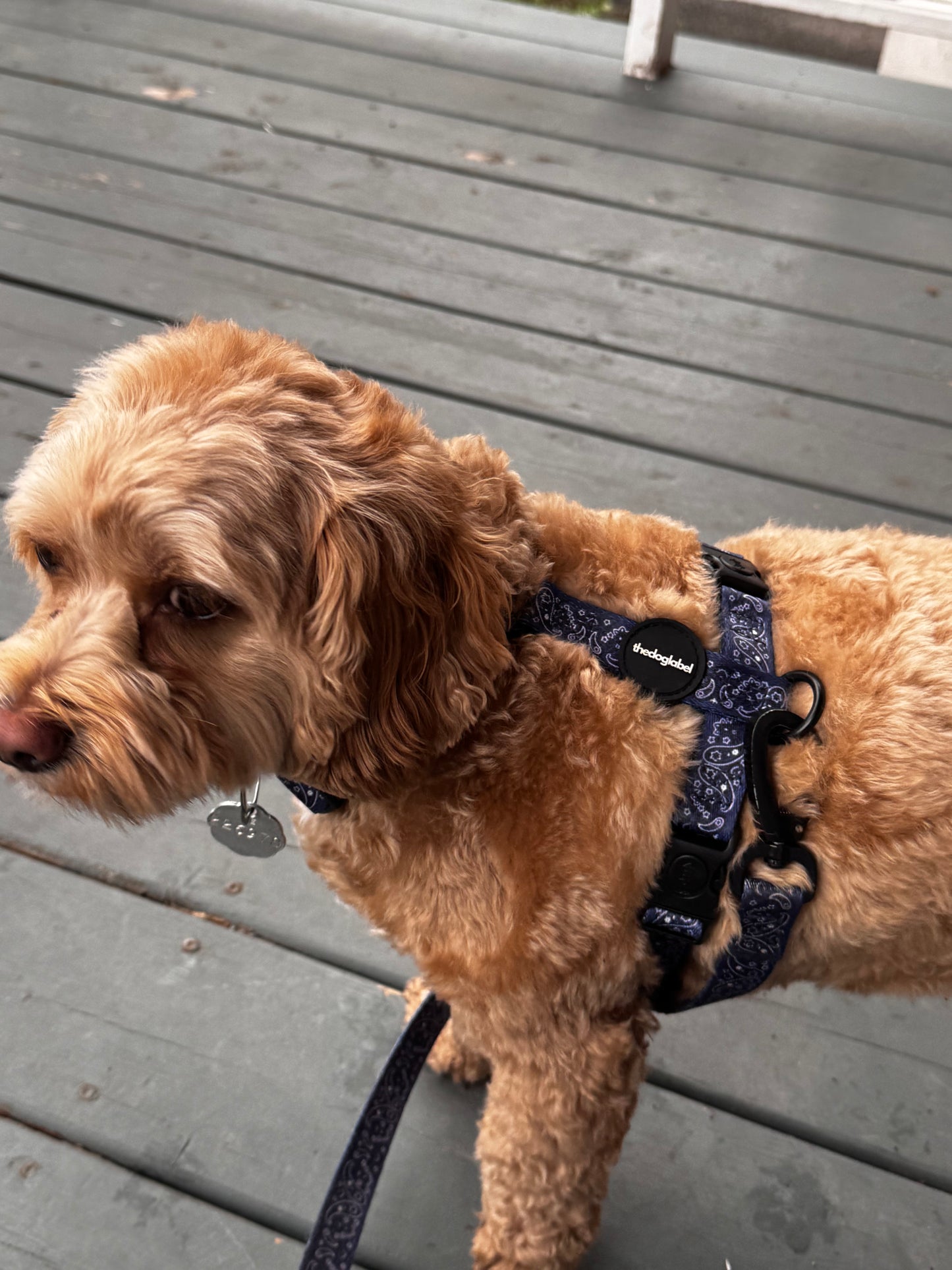 thedoglabel Walking set