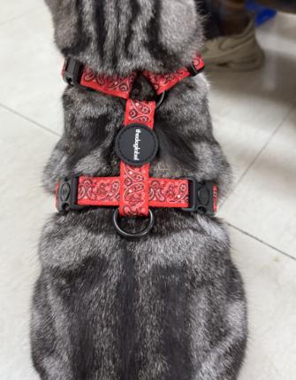 thedoglabel Harness
