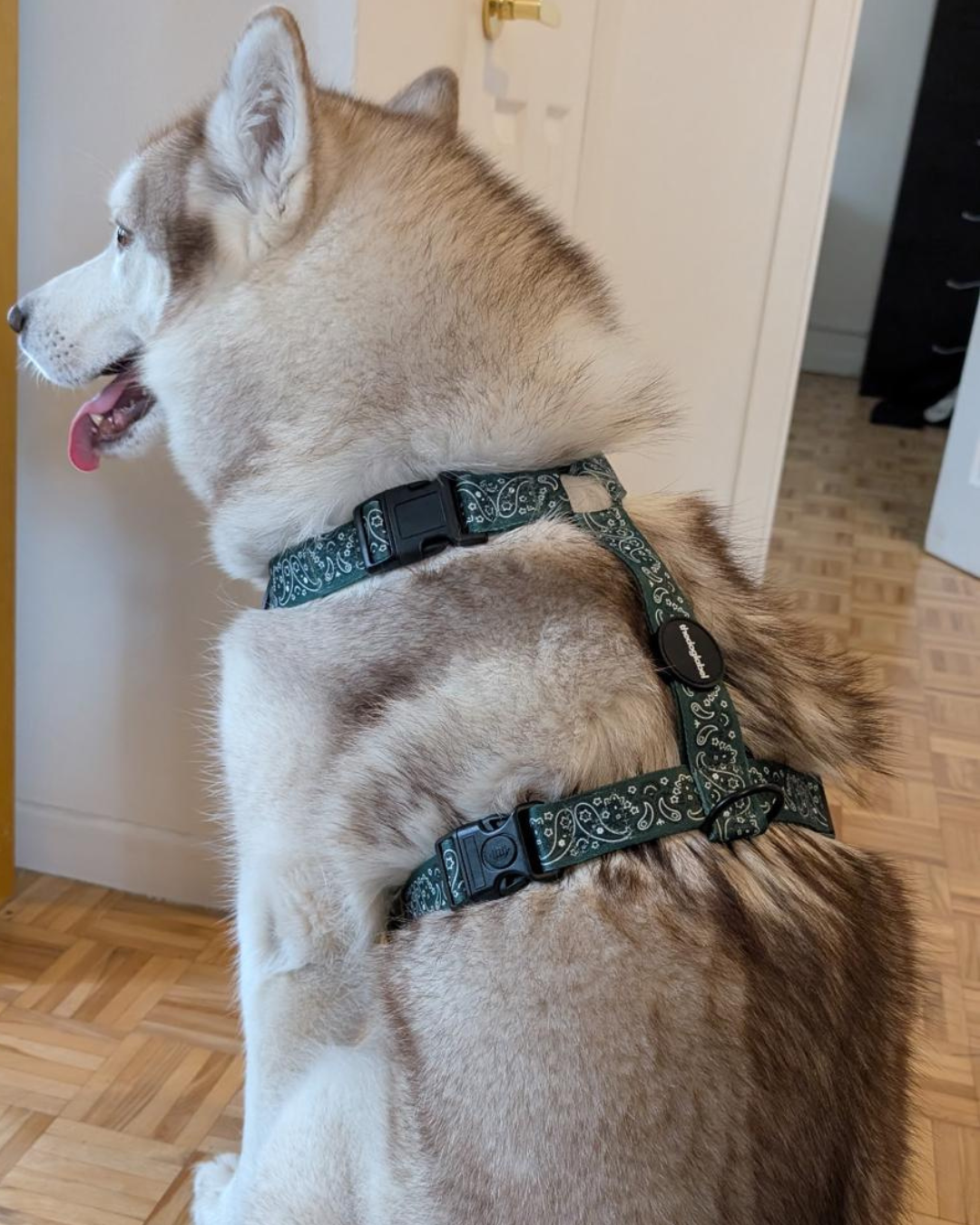 thedoglabel Harness
